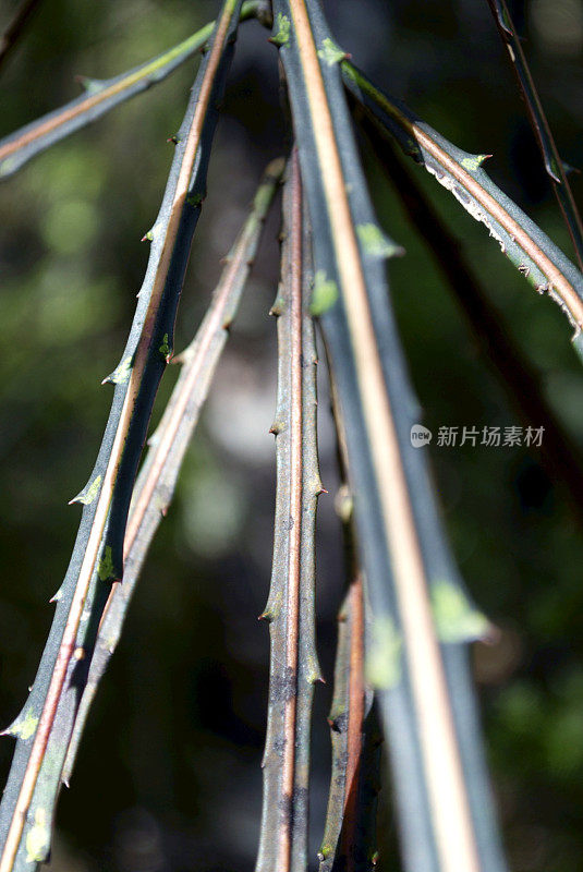 Lancewood (Horoeka)树差异焦点